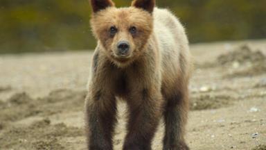 Pequeños salvajes 1x8