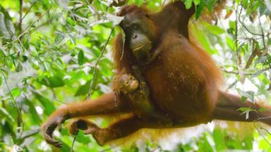 Pequeños salvajes 1x3