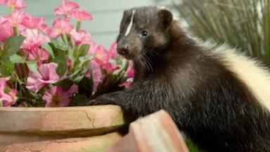 Fauna minúscula 1x8