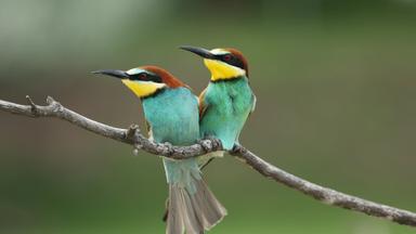 La increíble migración animal 1x6