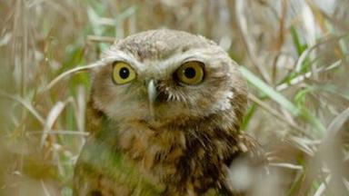 Fauna minúscula 1x3