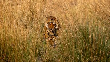 Animales a lo grande 1x9