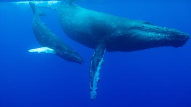 La increíble migración animal 1x1