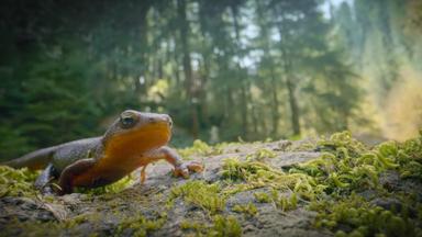 La increíble migración animal 1x3