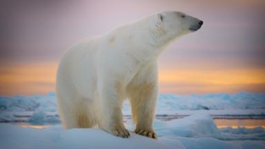 Animales a lo grande 1x10